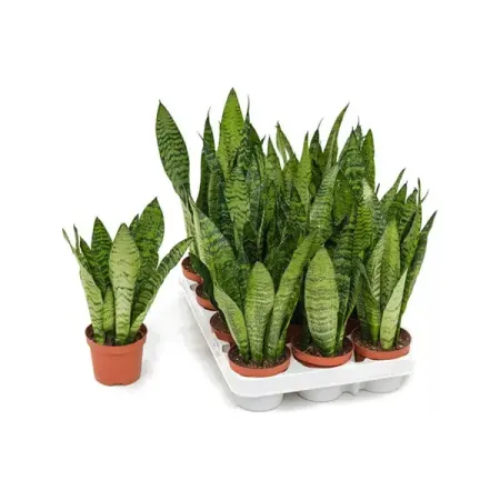 Сансевиерия Зеланик ø9 h30 см