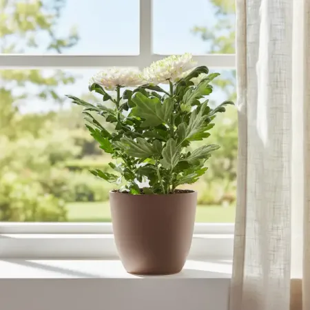 Хризантема Зембла микс ø13 h35 см искусственные ы laurelchow шелк хризантема маргаритка кореопсис гербера