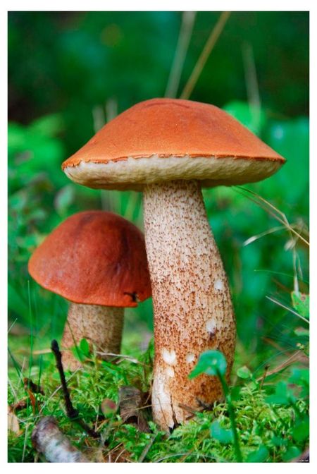 Календарь карманный Артэ Нуэво Природа 3D 2026 г 7х10 см, 1 шт в ассортименте