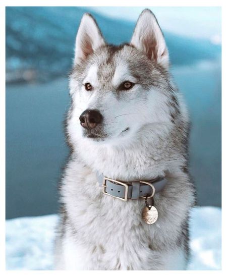 Календарь карманный Артэ Нуэво Собаки 3D 2026 г 7х10 см, 1 шт в ассортименте