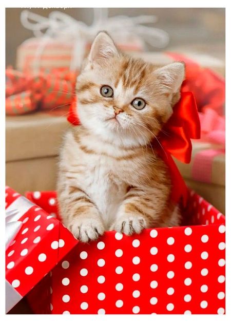 Календарь карманный Артэ Нуэво Кошки 3D 2026 г 7х10 см, 1 шт в ассортименте