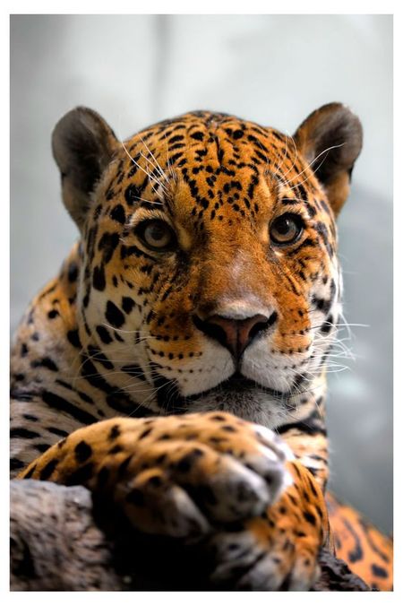 Календарь карманный Артэ Нуэво Дикие животные 3D 2026 г 7х10 см, 1 шт в ассортименте