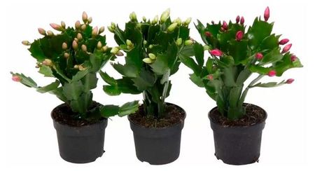Живое растение кактус цветущий Шлюмбергера (декабрист) в ассортименте в горшке d 12 см, 1 шт