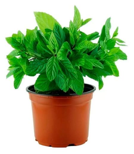 Рассада пряных трав Мята ароматная зелень в горшке, d 10 см