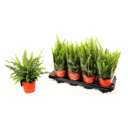 Нефролепис Грин Леди ø12 h28 см артур авраам грин страдающий наставник