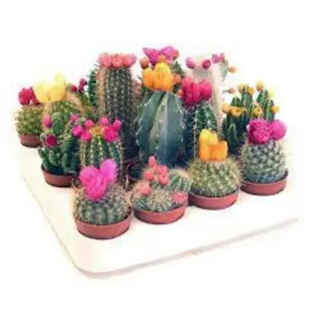 Кактус с сухим цветком микс ø8.5 h10 см стразы самоклеящиеся очки зеленый микс