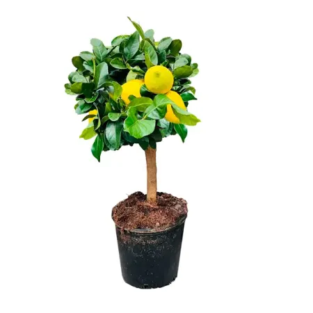 Цитрус микс ø19 h65 см цитрус микс ø21 h70 см