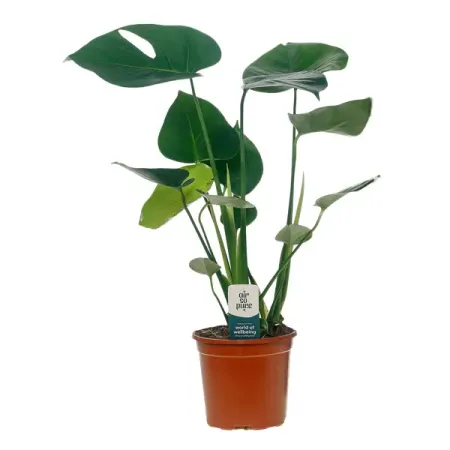 Монстера Делициоза ø14 h70 см