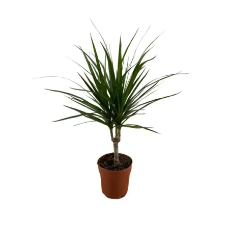 Драцена Маргината ø12 h45 см