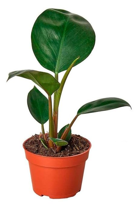 Живое растение Филодендрон Роджо Конго в горшке d 12 см, 1 шт
