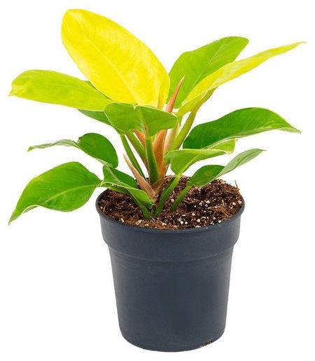 Живое растение Филодендрон Империал Голден в горшке d 12 см, 1 шт