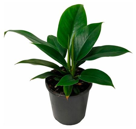 Живое растение Филодендрон Империал Грин в горшке d 12 см, 1 шт