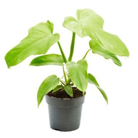 Живое растение Филодендрон Мелон Голден в горшке d 12 см, 1 шт