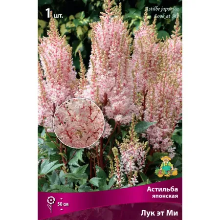 Астильба японская «Лук эт ми» сюзан нейпир от акиры до ходячего замка как японская анимация перевернула мировой кинематограф