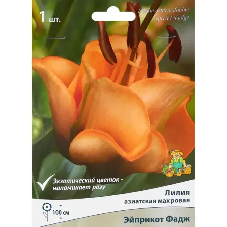 Лилия азиатская махровая Эйприкот Фадж