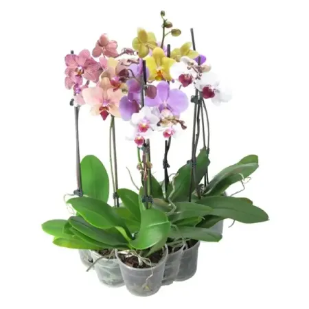 Орхидея микс ø12 h40 - 55 см