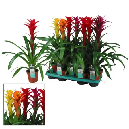 Гузмания Максима микс ø13 h60 см