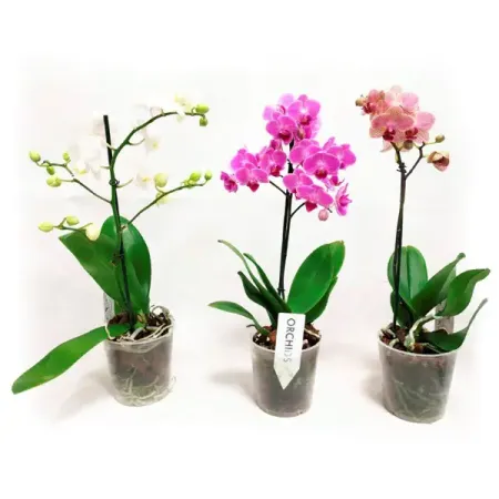 Фаленопсис Мульти микс ø9 h35 - 45 см