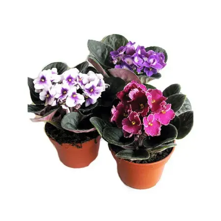 Сенполия Мор Липс микс ø12 h20 см