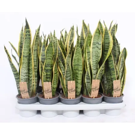 Сансевиерия Лауренти ø12 h40 см сансеверия лауренти 17x65 см