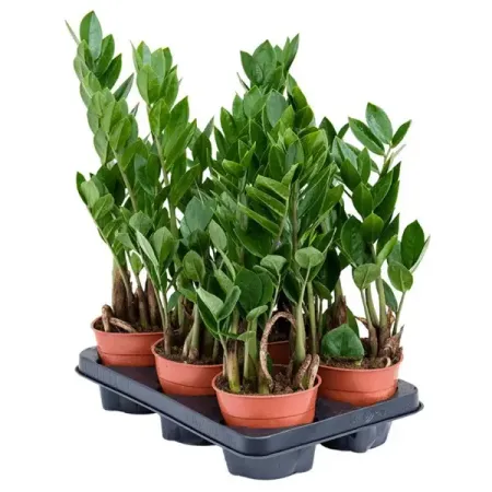 Замиокулькас Замифолия ø12 h50 см