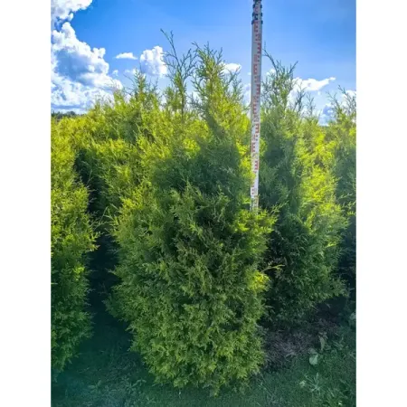 Туя западная Голден Брабант ø50 h140 - 160 см