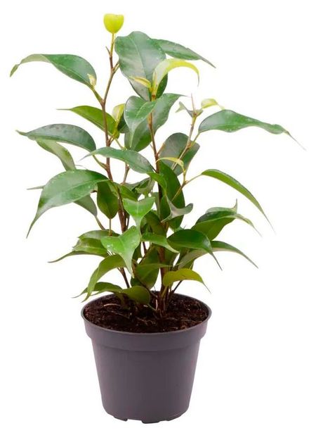 Живое растение Фикус Бенджамина Наташа дерево в горшке d 6 h 15 см, 1 шт