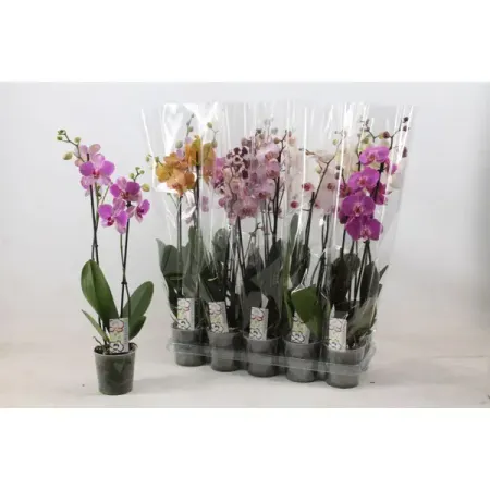 Фаленопсис микс ø12 h50 см орхидея фаленопсис микс 1 стебель ø12 h50 см