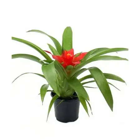 Гузмания Шарм красная ø9 h25 см