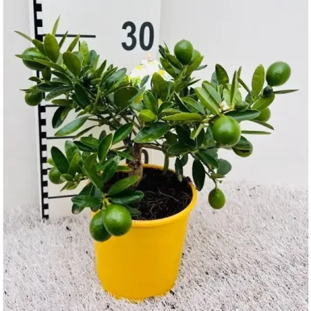 Цитрус Флоридана Лаймкват мини ø14 h40 см