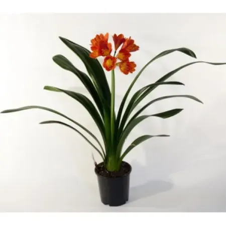 Кливия Миниата оранжевая ø13 h45 см