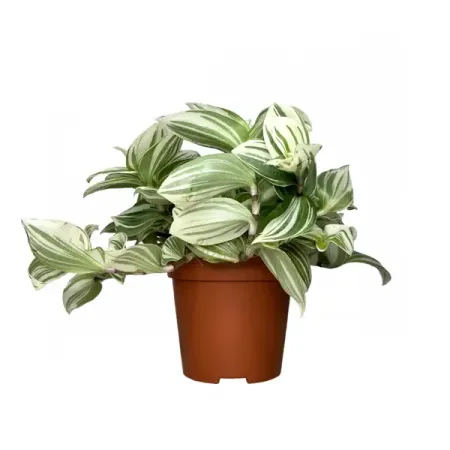 Традесканция белоцветковая ø12 h25 см