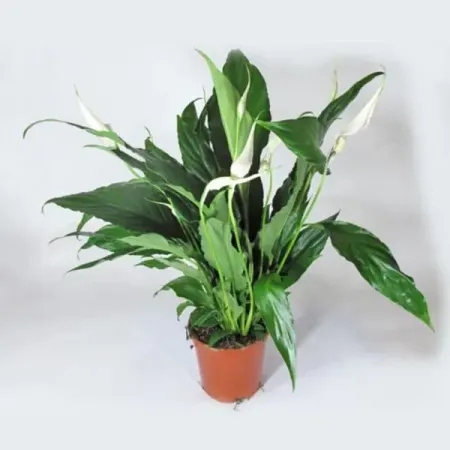 Спатифиллум Свит Чико ø13 h45 см