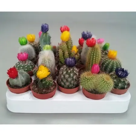 Кактус с декоративным сухим цветком микс ø5.5 h8 см кактус микс ø8 h15 см
