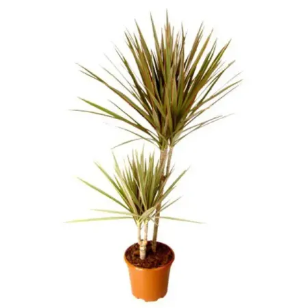 Драцена Маргината биколор ø21 h115 см