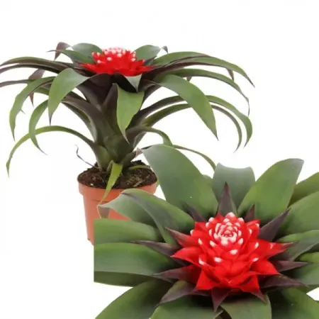 Гузмания Хоуп красно-белая ø12 h45 см оксана хоуп невидимка интерната блессвуд