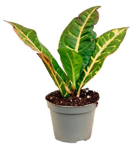 Живое растение Кодиеум Петра в горшке d 12 см, 1 шт