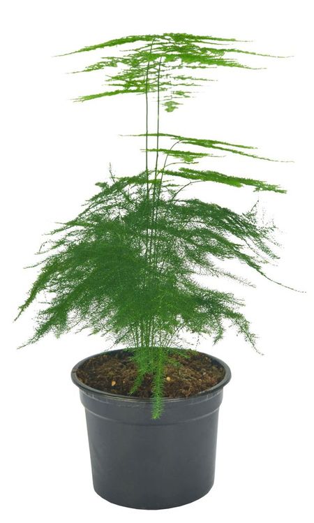 Живое растение Аспарагус зеленый в ассортименте в горшке d 12 h 25 см, 1 шт