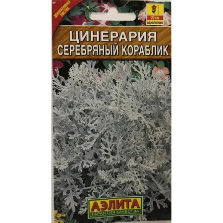Семена цветов Цинерария Серебряный кораблик серая Аэлита магнит металл спас на крови кораблик 46 4820 [004]