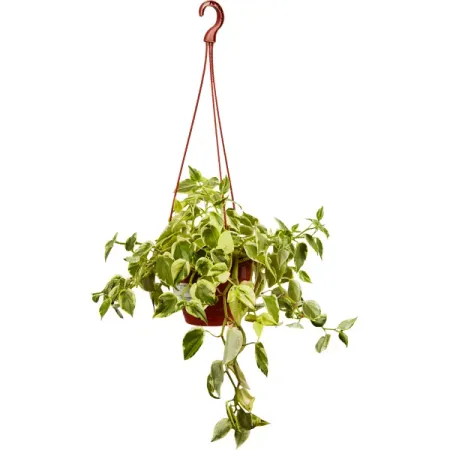 Пеперомия Лазящая ø15 h25 см миниатюрные пустые пластиковые коробочки для гроба 2 шт