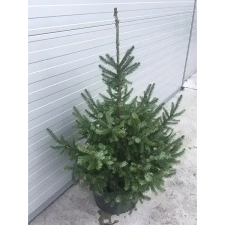 Ель сербская h80 - 100 см