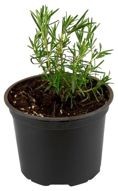 Рассада пряных трав Розмарин ароматная зелень в горшке, d 10 см