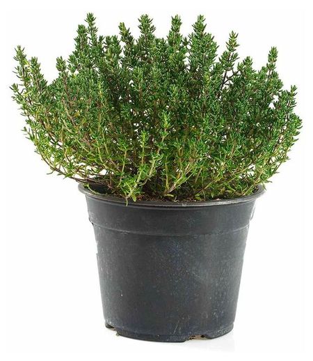 Рассада пряных трав Тимьян ароматная зелень в горшке, d 10 см