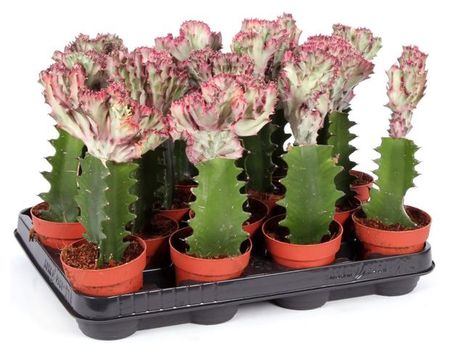 Живое растение Кактус Эуфорбия Кристатная в горшке d 8,5 h 20 см, 1 шт