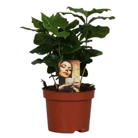 Коффеа Арабика ø12 h25 см