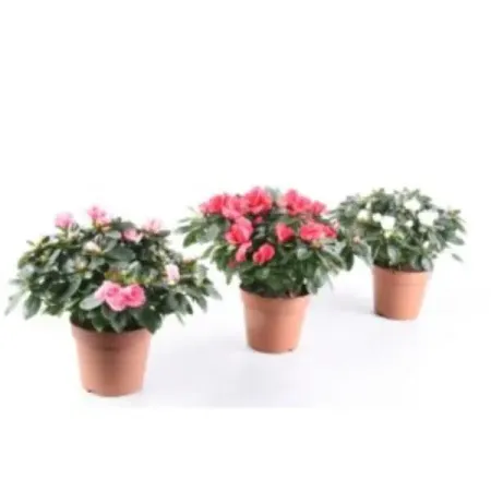 Азалия Фогель микс ø12 h22.5 см