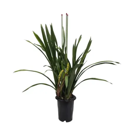 Цимбидиум красный ø20 h80 см рождественский лазерный проектор красный зеленый