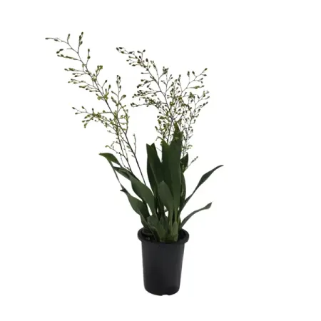 Онцидиум Парфюм оранжевый ø9 h35 см