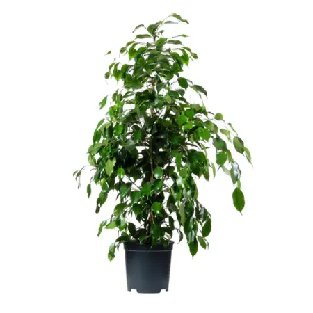 Фикус Бенджамина ø28 h100 см