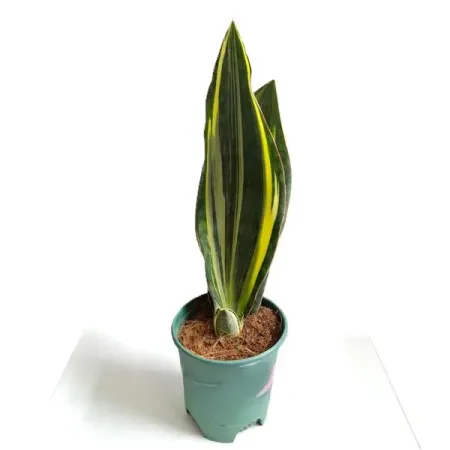 Сансевиерия Масониана Вариегата ø12 h50 - 60 см